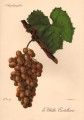 Виноград сорта Альбильо