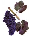 Виноград сорта Португизер